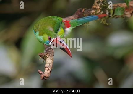 Crimson-Rumped Toucanet, la Florida, Cauca Valley, Colombie, novembre 2022 Banque D'Images