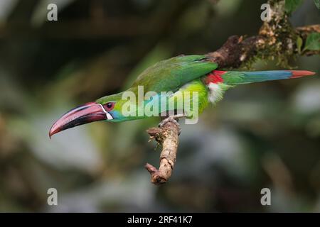 Crimson-Rumped Toucanet, la Florida, Cauca Valley, Colombie, novembre 2022 Banque D'Images