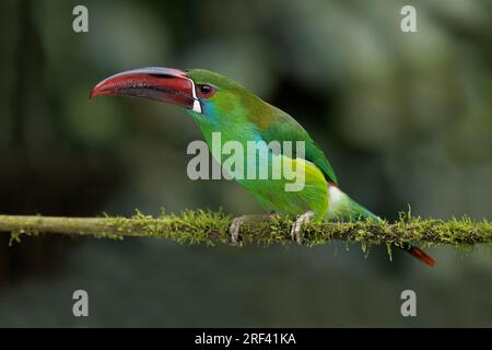 Crimson-Rumped Toucanet, la Florida, Cauca Valley, Colombie, novembre 2022 Banque D'Images