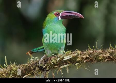 Crimson-Rumped Toucanet, la Florida, Cauca Valley, Colombie, novembre 2022 Banque D'Images