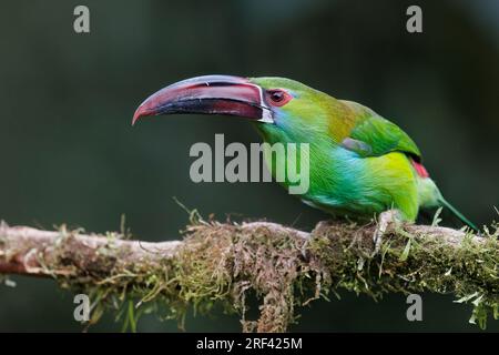 Crimson-Rumped Toucanet, la Florida, Cauca Valley, Colombie, novembre 2022 Banque D'Images