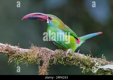 Crimson-Rumped Toucanet, la Florida, Cauca Valley, Colombie, novembre 2022 Banque D'Images