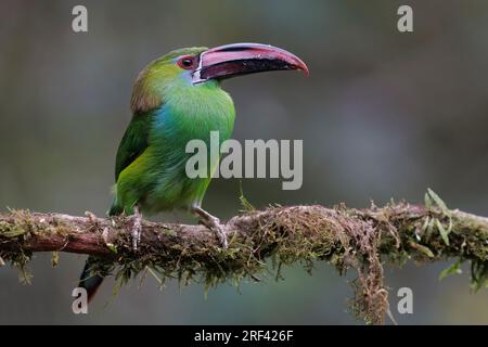 Crimson-Rumped Toucanet, la Florida, Cauca Valley, Colombie, novembre 2022 Banque D'Images