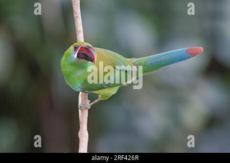 Crimson-Rumped Toucanet, la Florida, Cauca Valley, Colombie, novembre 2022 Banque D'Images