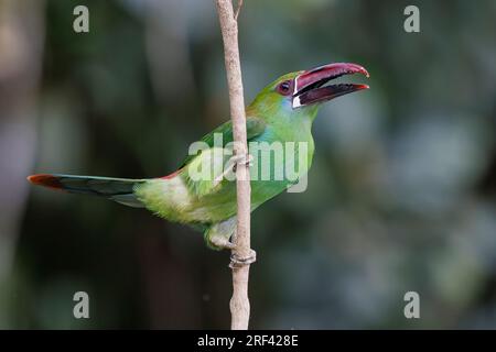 Crimson-Rumped Toucanet, la Florida, Cauca Valley, Colombie, novembre 2022 Banque D'Images