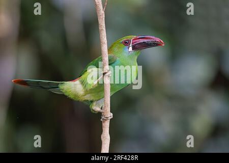 Crimson-Rumped Toucanet, la Florida, Cauca Valley, Colombie, novembre 2022 Banque D'Images