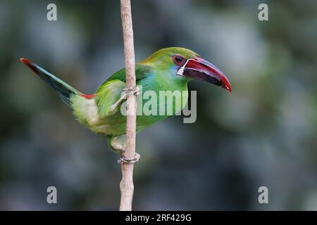 Crimson-Rumped Toucanet, la Florida, Cauca Valley, Colombie, novembre 2022 Banque D'Images