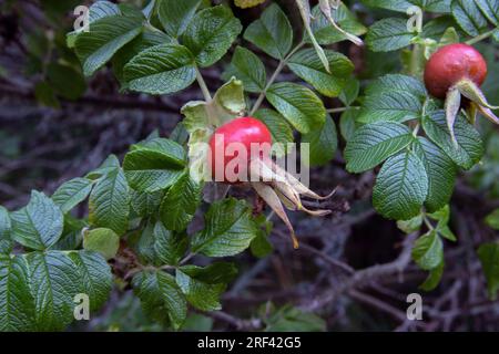 Rosa rugosa. Rose musquée Banque D'Images