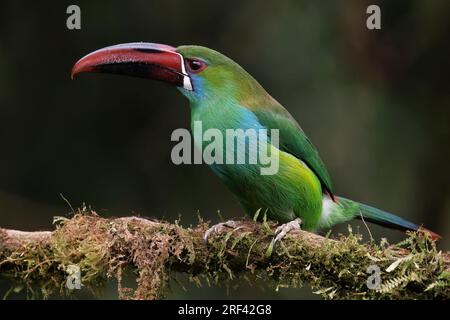 Crimson-Rumped Toucanet, la Florida, Cauca Valley, Colombie, novembre 2022 Banque D'Images