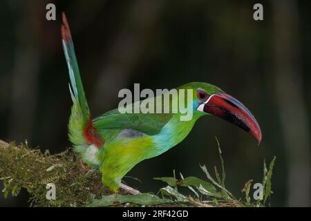 Crimson-Rumped Toucanet, la Florida, Cauca Valley, Colombie, novembre 2022 Banque D'Images