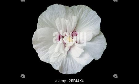 Ketmia syrienne blanc avec rose rouge foncé au centre de fleur Sharon 'China chiffonn' isolée sur noir. Banque D'Images