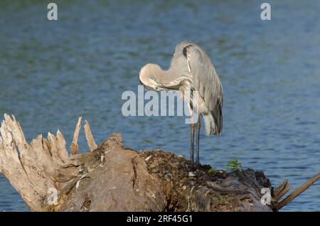 Grand héron bleu, Ardea herodias, prêening Banque D'Images