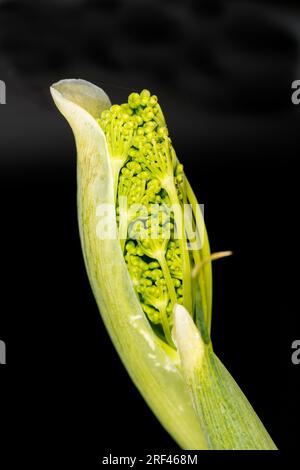 Fenouil émergent, Foeniculum vulgare, fleur d'ombel. Banque D'Images