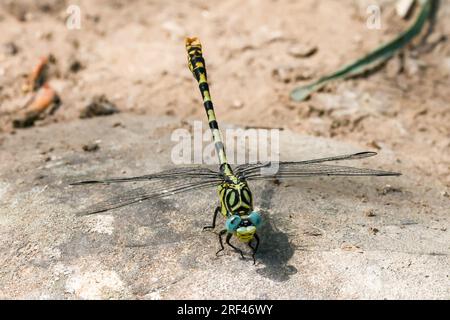 Petite queue d'épingle - Onychogomphus forcipatus - Gomphidae - libellule au repos Banque D'Images