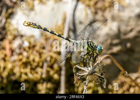 Petite queue d'épingle - Onychogomphus forcipatus - Gomphidae - libellule au repos Banque D'Images