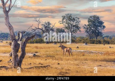 Antilope de Roan, Hippotragus equinus, dans le parc national de Hwange, Zimbabwe Banque D'Images