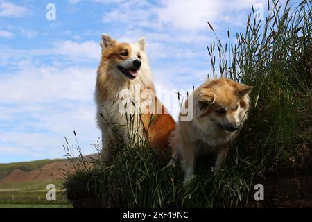 Deux chiens islandais sur le toit d'une maison de gazon en Islande Banque D'Images