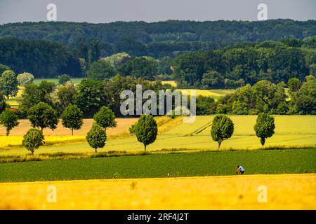 Cycliste sur la Bundesstraße 1, Werler Straße, champs, forêts et champs de céréales à l'est de Unna, près du village Hemmerde, NRW, Allemagne, Banque D'Images