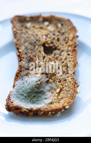 Moule sur une tranche de pain multigrain, moisi, Banque D'Images