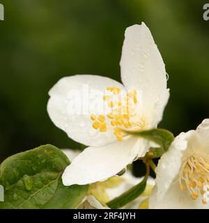 Gros plan, macro de fleurs de jasmin humides sur un buisson, dans un jardin. Été. Banque D'Images