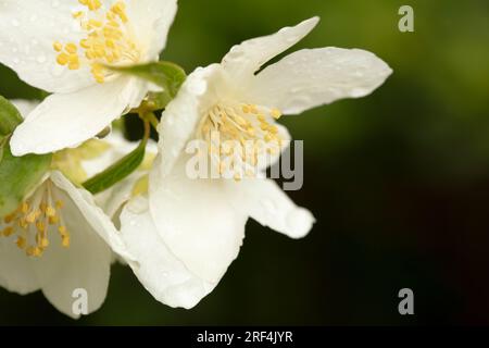 Gros plan, macro de fleurs de jasmin humides sur un buisson, dans un jardin. Été. Banque D'Images