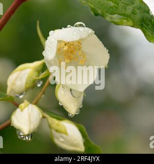 Gros plan, macro de fleurs de jasmin humides sur un buisson, dans un jardin. Été. Banque D'Images