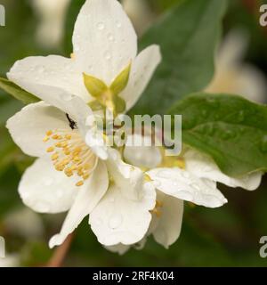 Gros plan, macro de fleurs de jasmin humides sur un buisson, dans un jardin. Été. Banque D'Images