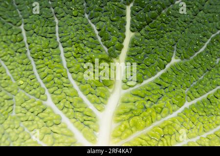 Texture feuille verte, détail de l'épiderme de la feuille de chou de Savoie, concept naturel Banque D'Images
