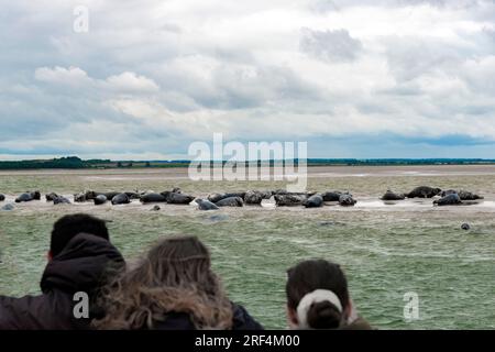 Touristes en voyage de phoques qui courent de Morston Quay observant des phoques gris sur le banc de sable à Blakeney point, North Norfolk, Angleterre, Royaume-Uni Banque D'Images