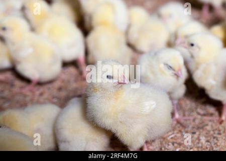 poussins de poulet blanc génétiquement améliorés dans une ferme de volaille où le poulet de chair est élevé pour la viande, beaucoup de jeunes poussins de poulet de viande, gros plan Banque D'Images