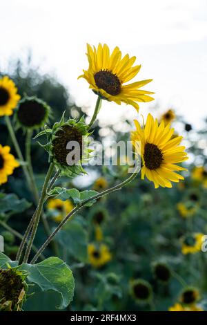 La plante de tournesol avec des fleurs nouvelles et anciennes semble belle contre un ciel lumineux et un champ vert. Espace de texte à topas vous voyez de grandes fleurs de pétales jaunes, Banque D'Images