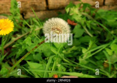 Image vibrante d'un pissenlit allé à la graine en automne. Pissenlit et tige fixés sur un fond de feuillage vert. Banque D'Images