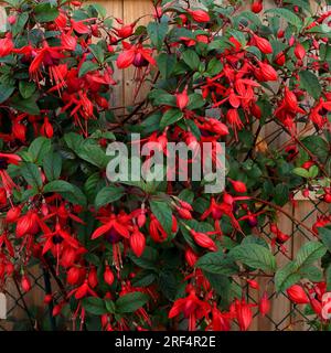 Fleurs fuchsia rouges et violettes audacieuses sur fond de feuillage vert. Banque D'Images