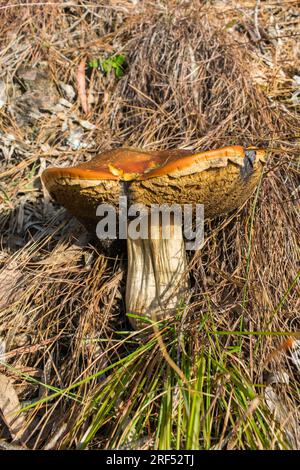 Vieux champignon Boletus edulis (alias Penny Bun) à Sao Francisco de Paula, au sud du Brésil Banque D'Images