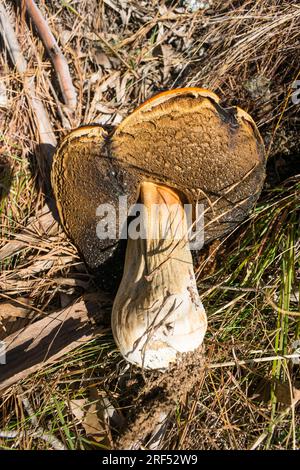 Vieux champignon Boletus edulis (alias Penny Bun) à Sao Francisco de Paula, au sud du Brésil Banque D'Images
