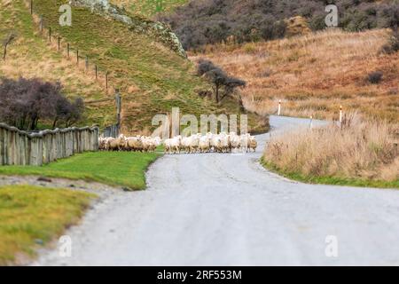 Photographie d'une foule de moutons en train d'être gardés le long d'une route dans une vallée jusqu'à un nouveau pâturage près du lac Moke près de Queenstown sur l'île du Sud de la Nouvelle-Zélande Banque D'Images