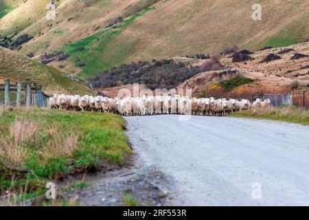 Photographie d'une foule de moutons en train d'être gardés le long d'une route dans une vallée jusqu'à un nouveau pâturage près du lac Moke près de Queenstown sur l'île du Sud de la Nouvelle-Zélande Banque D'Images
