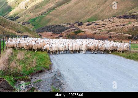 Photographie d'une foule de moutons en train d'être gardés le long d'une route dans une vallée jusqu'à un nouveau pâturage près du lac Moke près de Queenstown sur l'île du Sud de la Nouvelle-Zélande Banque D'Images