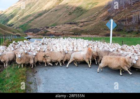 Photographie d'une foule de moutons en train d'être gardés le long d'une route dans une vallée jusqu'à un nouveau pâturage près du lac Moke près de Queenstown sur l'île du Sud de la Nouvelle-Zélande Banque D'Images