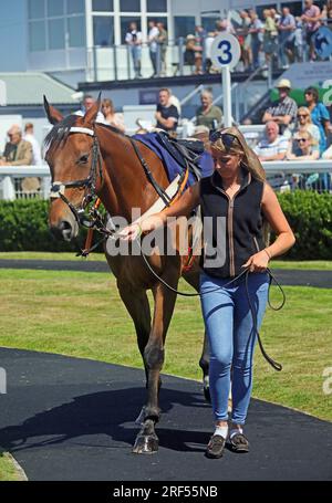 Sur le ring aux courses Newton Abbot Banque D'Images