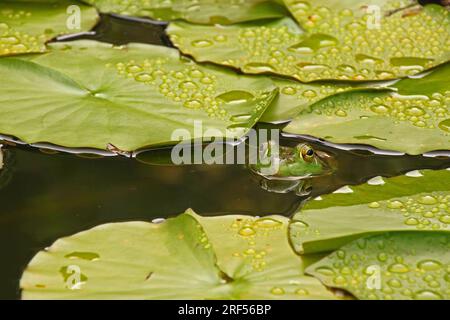 Grenouille et Lily Pads Banque D'Images