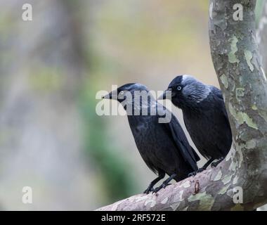 Une paire de lacet occidental (Coloeus monedula), également connu sous le nom de lacet eurasien photographié dans le parc national d'Agios Nikolaos à Naousa en Grèce Banque D'Images