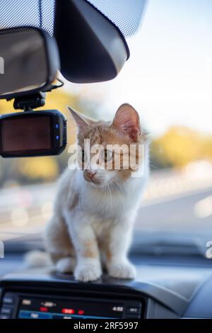 Mignon chaton de gingembre sur le tableau de bord dans la voiture. Transport et voyage avec animaux de compagnie. Banque D'Images