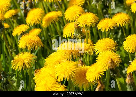 pissenlits jaune vif en floraison dans le champ au printemps, les pissenlits sont beaux et jaunes au début de la floraison, les fleurs sauvages et Banque D'Images