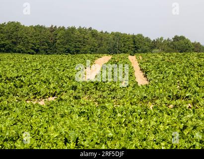 champ agricole où l'on cultive des variétés de betteraves de reproduction, plantes de betteraves vertes sur des sols fertiles, obtenant une récolte de produits de betterave de haute qualité Banque D'Images