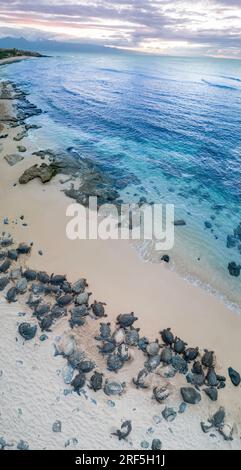 Une vue aérienne de tortues vertes, Chelonia mydas, une espèce menacée, dans le sable au lever du soleil sur Hookipa Beach, Maui, Hawaii. Banque D'Images