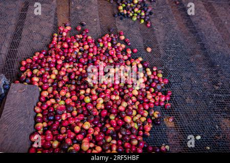 Grains de café rouge grains de café rouge cru mûr culture au Kenya Afrique de l'est le K7 est la seule variété traditionnelle kenyane qui peut résister à certaines races de CL Banque D'Images