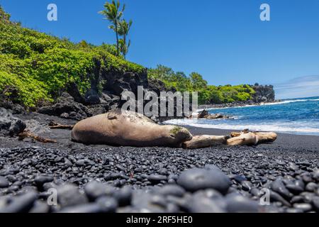 Ce phoque moine hawaïen, Neomonachus schauinslandi, (endémique et en voie de disparition) a été photographié sur la plage de sable noir du parc d'État de Wainapanapa, Maui, Banque D'Images