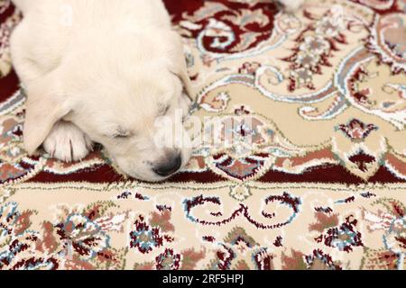 Mignon petit chiot dormant sur la moquette, gros plan. Espace pour le texte Banque D'Images