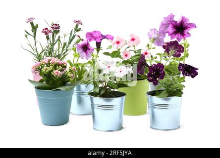 Belles fleurs dans différents pots isolés sur blanc Banque D'Images